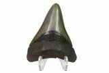 3.56" Fossil Megalodon Tooth - Serrated Blade - #130816-2
